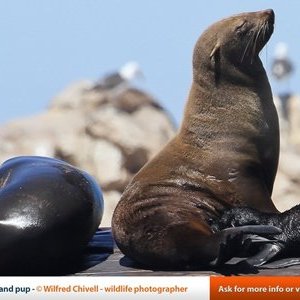 Cape Fur Seals
